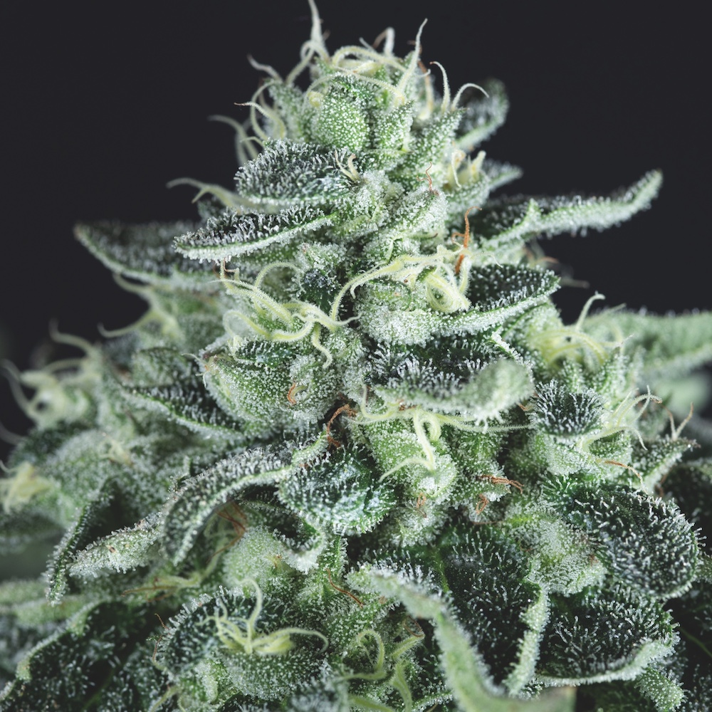 Gelato Hybrid Cannabis Samen Pyramid Seeds